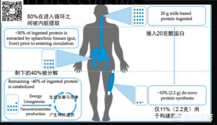 菲尔普斯食谱:菲尔普斯食谱能量供给最大的特点